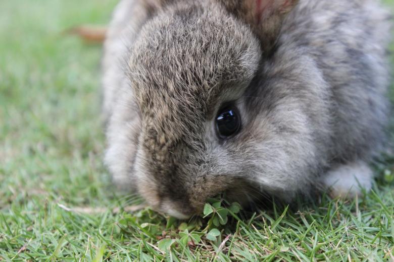 Free stock image of A bunny rabbit eating clovers created by Katriona Galahad