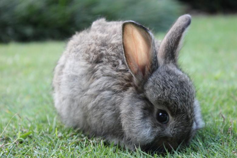 Free stock image of A rabbit eating grass in a garden created by Katriona Galahad