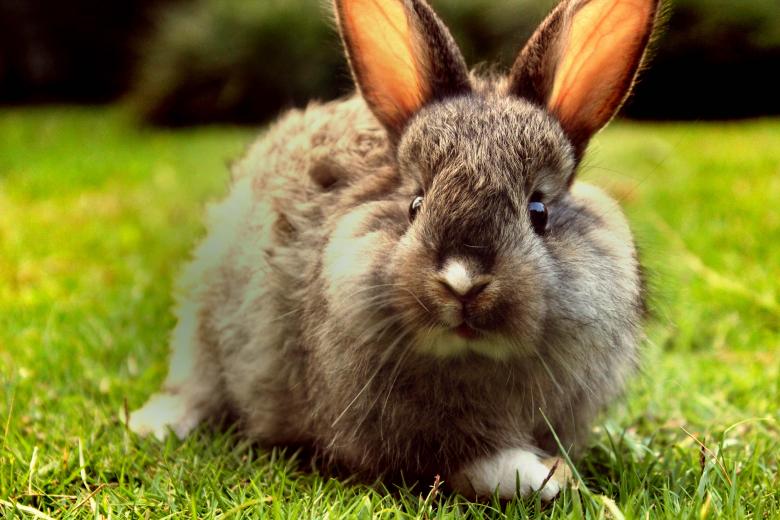 Free stock image of A curious baby rabbit in a garden created by Katriona Galahad
