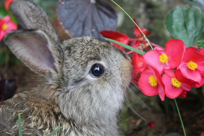 Free stock image of A brown rabbit sniffing red flowers created by Katriona Galahad