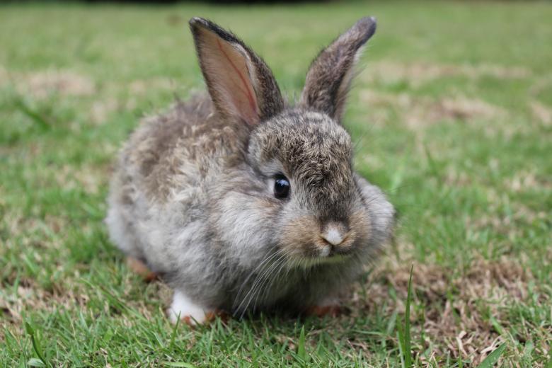 Free stock image of An alert baby bunny created by Katriona Galahad