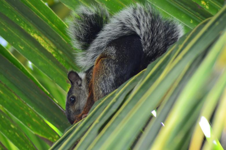 Free stock image of Squirrel in a Palm Tree created by Katrena Patterson