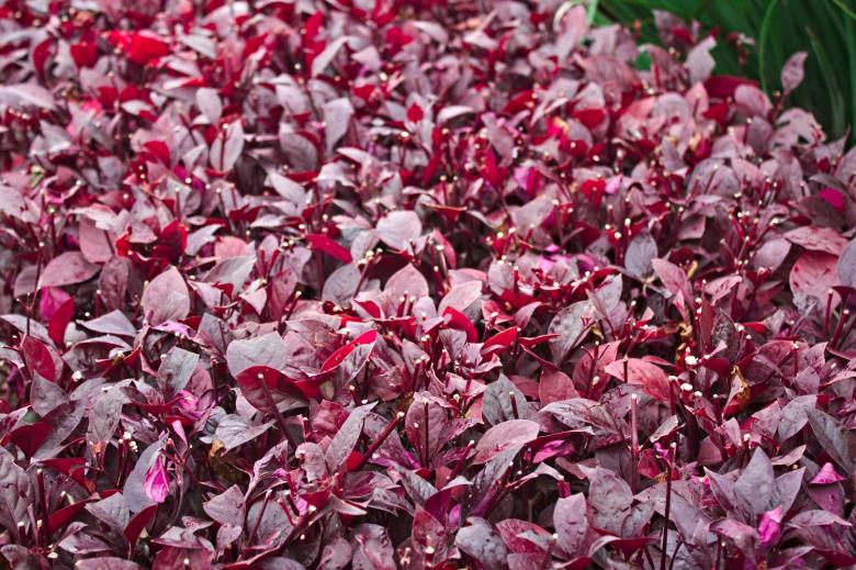 Free stock image of Leaf texture created by homero chapa
