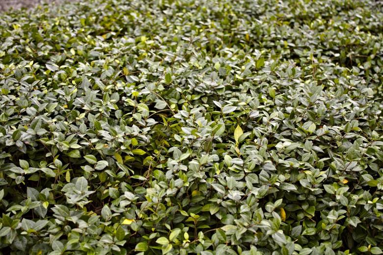 Free stock image of Green leaf texture created by homero chapa