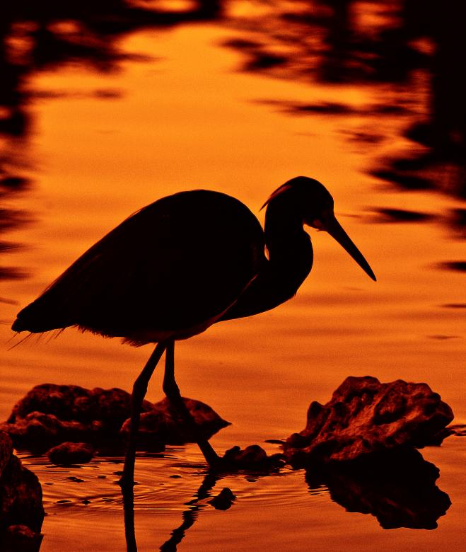 Free stock image of Sunset Hunter created by Tony Ryta