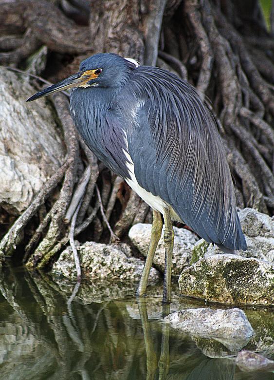 Free stock image of Heron created by Tony Ryta