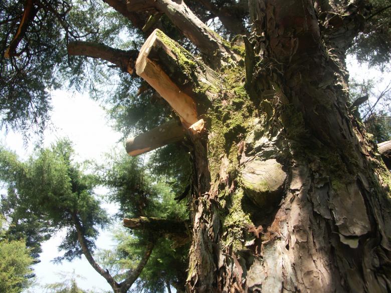 Free stock image of Old Tree created by Katriona Galahad