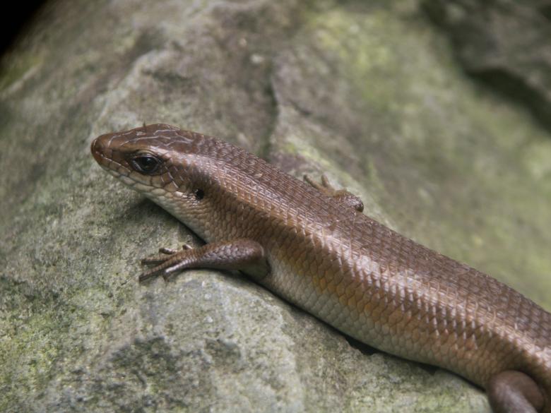 Free stock image of Wild Reptile created by Katriona Galahad