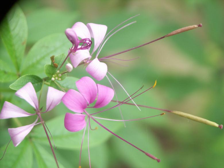 Free stock image of Pink Flowers created by Katriona Galahad