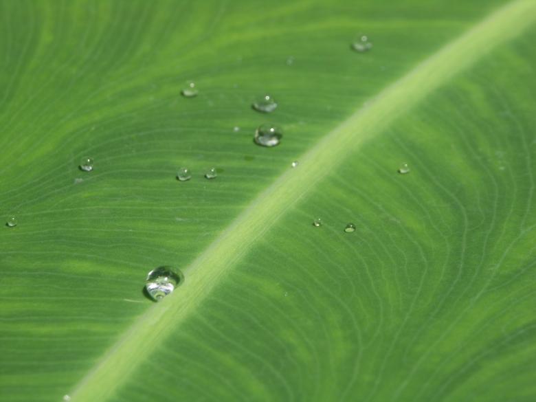 Free stock image of Droplets on leaf created by Katriona Galahad