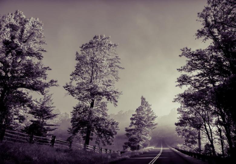 Free stock image of Road through the woods created by agphotostock.com