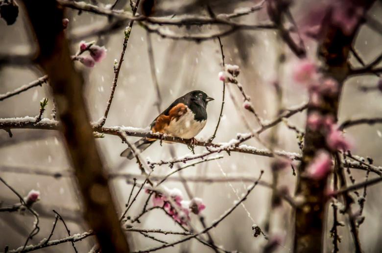 Free stock image of Bird on the Tree created by agphotostock.com