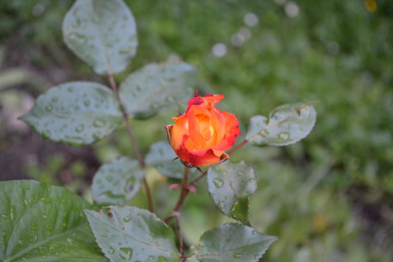 Free stock image of Orange rose created by Matija