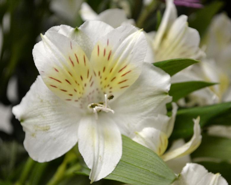 Free stock image of White Alstroemeria created by Katrena Patterson
