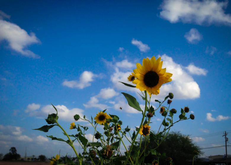 Free stock image of Sunflowers created by Julieta Nuñez Chapa