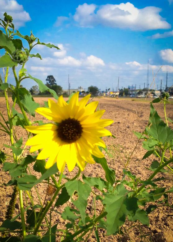 Free stock image of Sunflower created by Julieta Nuñez Chapa