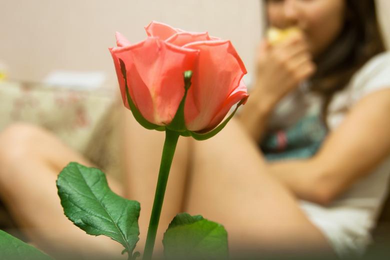 Free stock image of Pink Rose created by 2happy