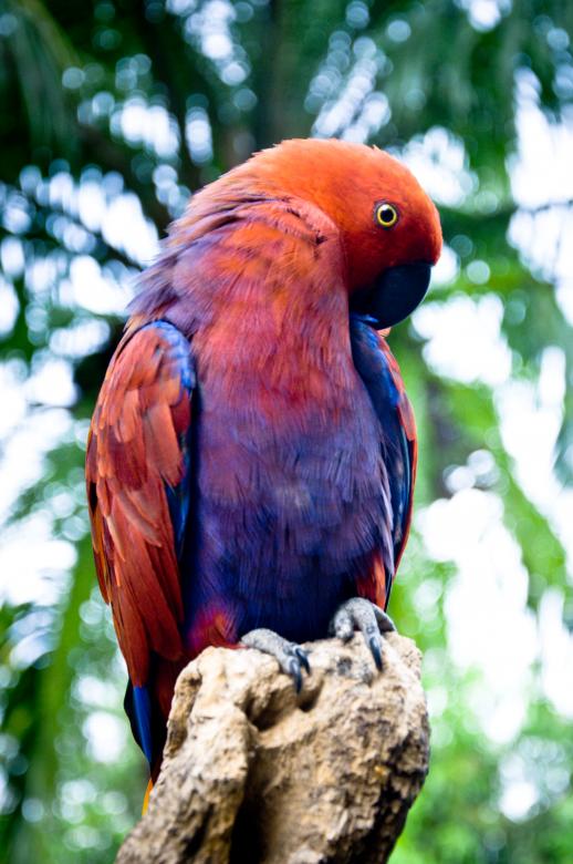 Free stock image of Red Parrot bird created by Luka