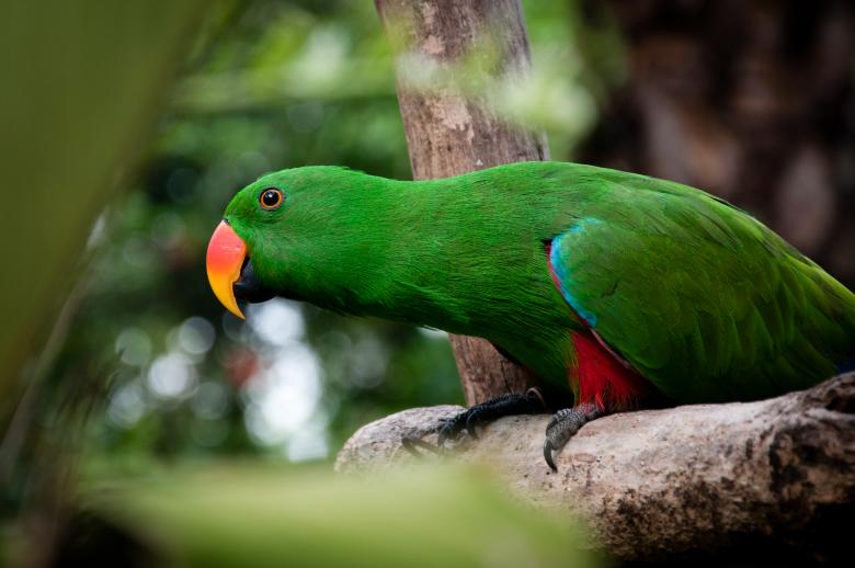 Free stock image of parrot bird created by Luka
