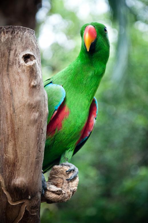 Free stock image of parrot bird created by Luka