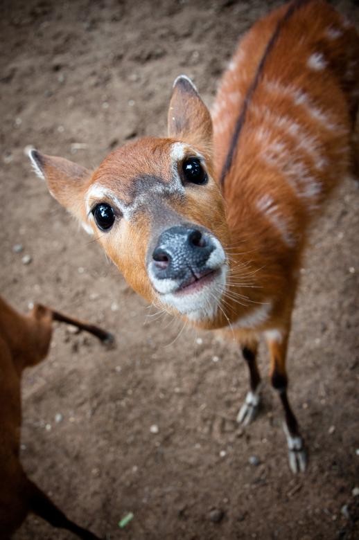 Free stock image of Dik dik created by Luka