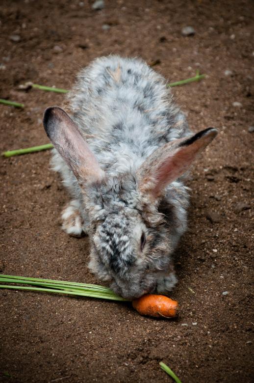 Free stock image of Rabbit created by Luka