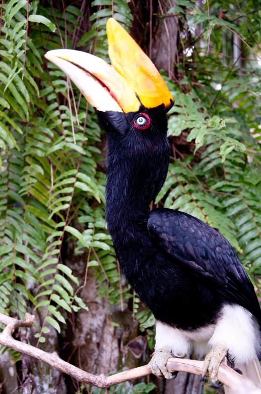 Free stock image of Rhinocerous hornbill created by Luka