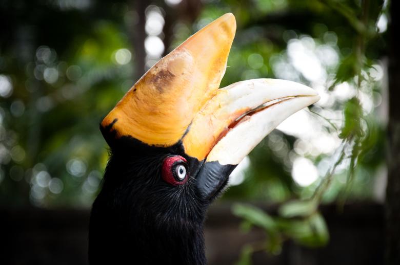 Free stock image of Rhinocerous hornbill bird created by Luka