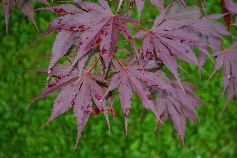 Free stock image of Purple maple leaves created by Matija