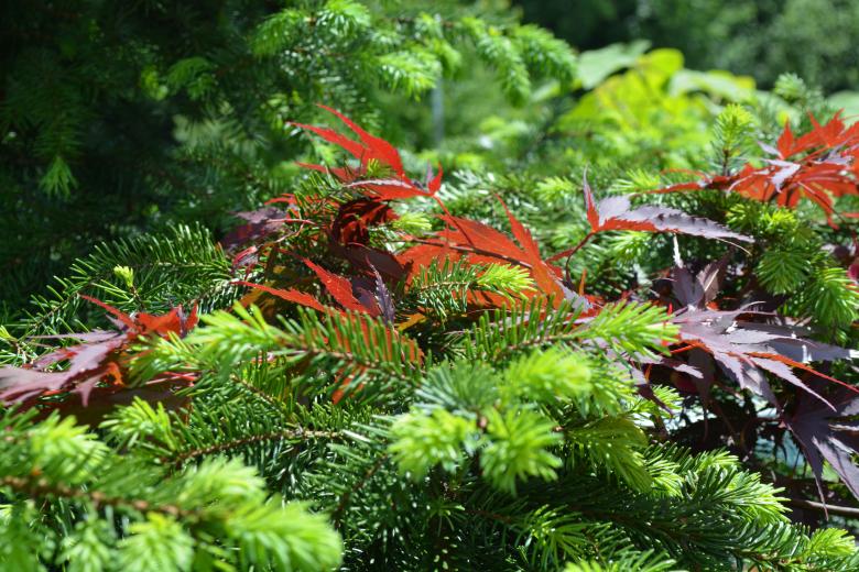 Free stock image of Maple leaves and Spruce needles created by Matija