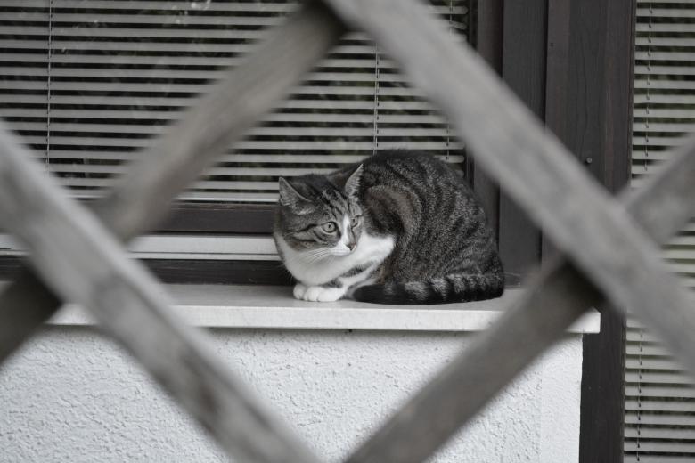 Free stock image of Cat on a window board created by Matija