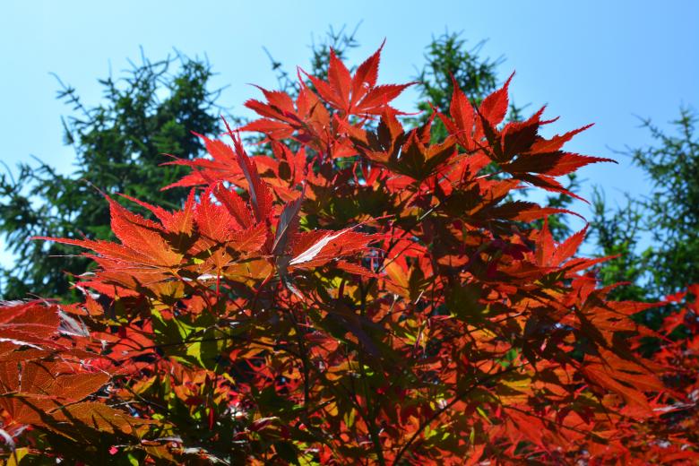 Free stock image of Colorful maple tree created by Matija
