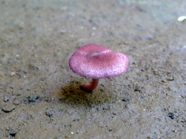 Free stock image of Red Mushroom created by Tona sam
