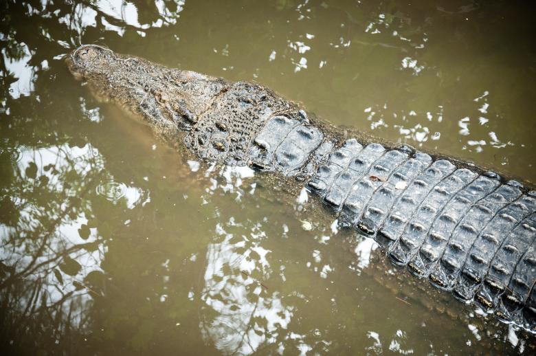 Free stock image of Crocodile created by Luka