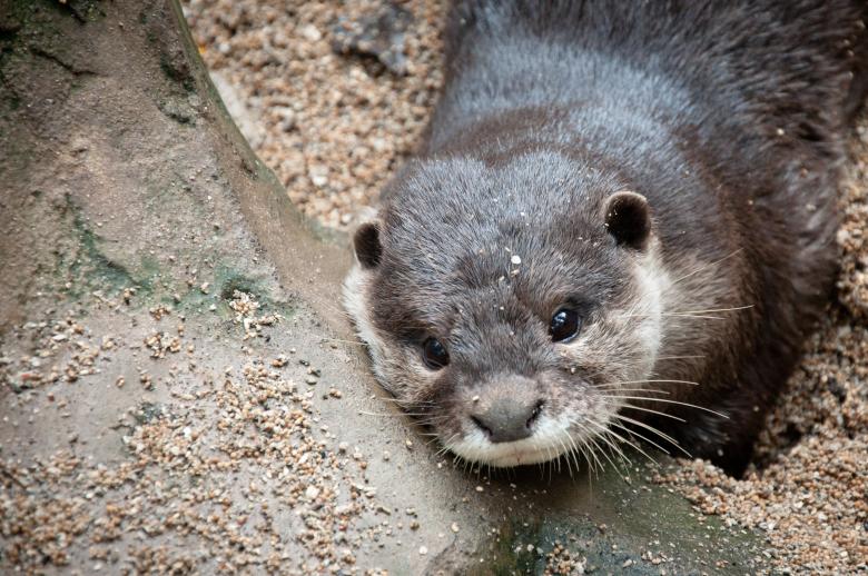 Free stock image of Otter created by Luka