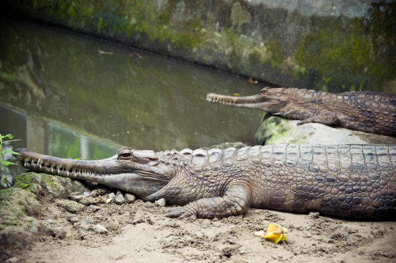 Free stock image of Crocodiles created by Luka