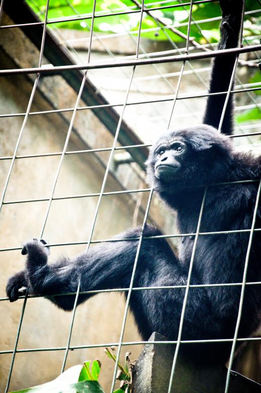 Free stock image of Monkey created by Luka