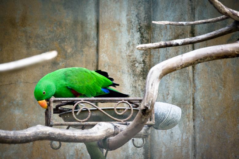 Free stock image of Green Parrot created by Luka