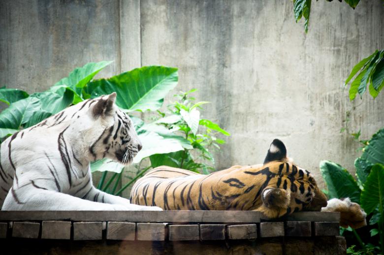 Free stock image of Tigers created by Luka