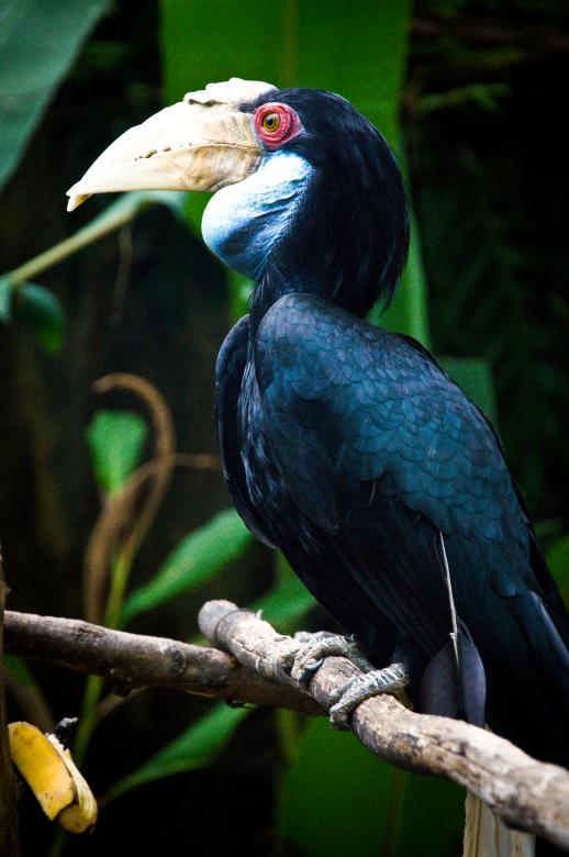 Free stock image of Hornbill created by Luka