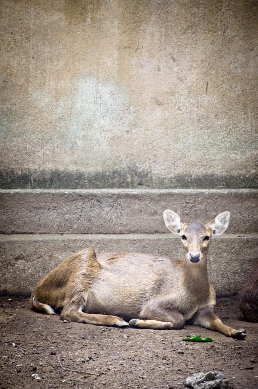 Free stock image of Deer created by Luka
