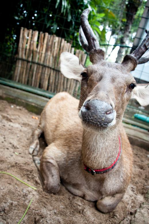 Free stock image of Deer created by Luka