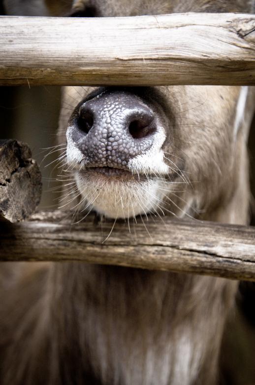 Free stock image of Deer nose created by Luka