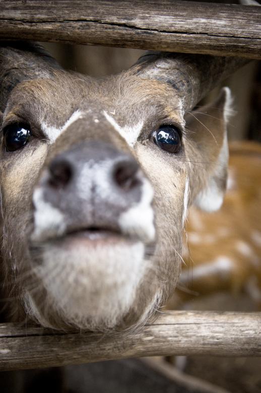 Free stock image of Deer created by Luka