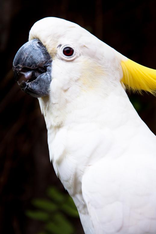 Free stock image of White Parrot created by Luka