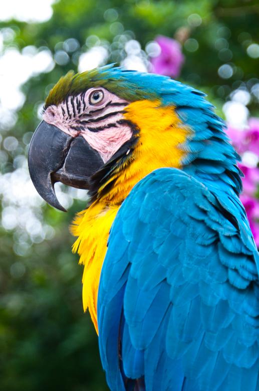 Free stock image of Blue and Gold Macaw bird created by Luka