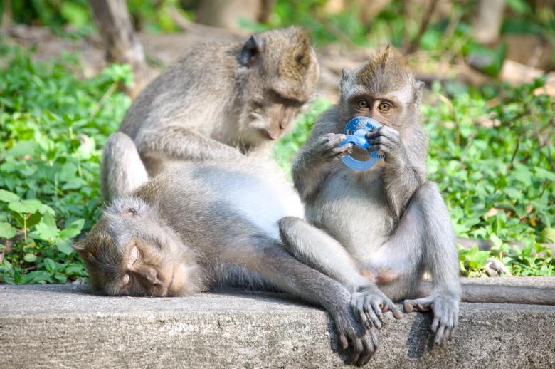 Free stock image of Monkey mother and baby created by Luka