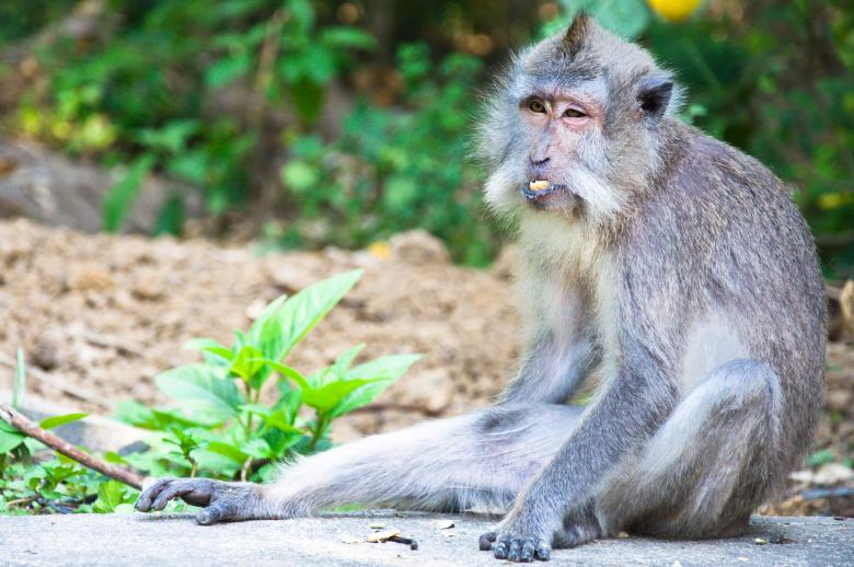Free stock image of Monkey created by Luka