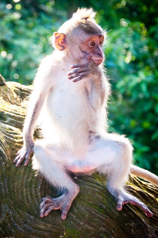 Free stock image of Baby monkey created by Luka