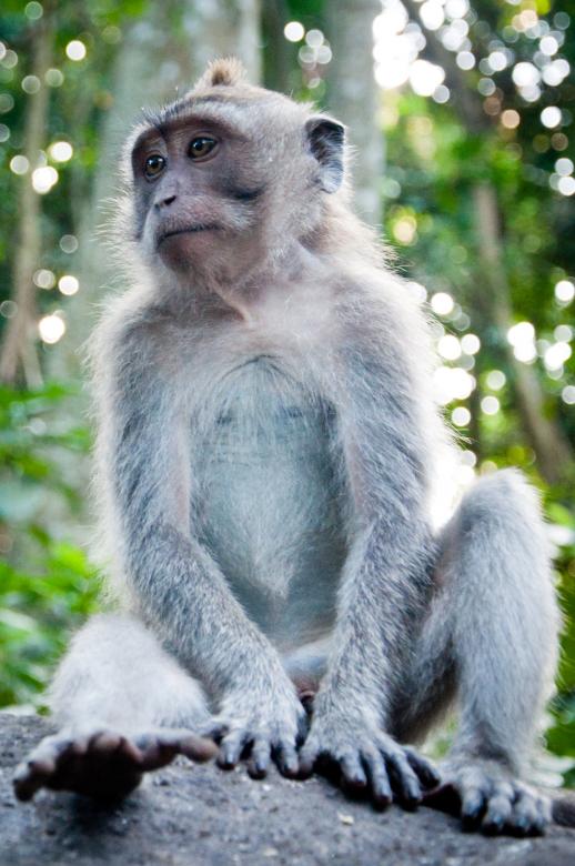 Free stock image of Monkey created by Luka